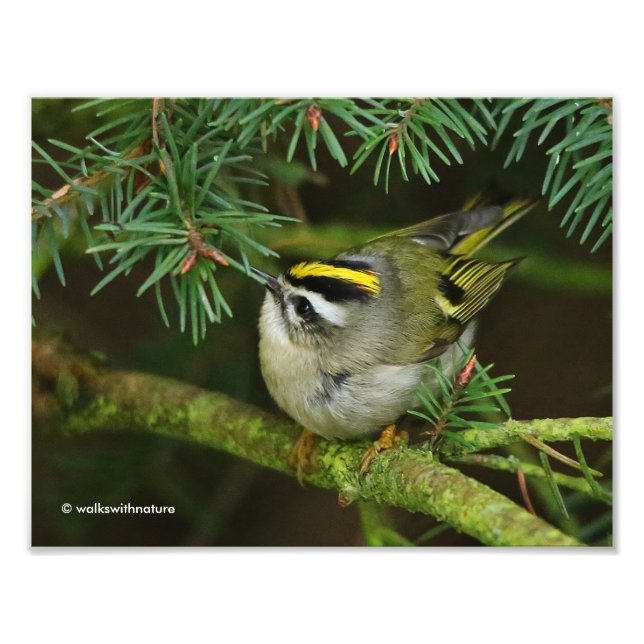 Impression Photo Cute Kinglet Songbird Causes Stir in the Fir (Devant)