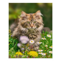 Cute Maine Coon Kitten Chat dans une prairie fleur