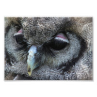Cute Owl