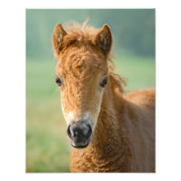 Cute Shetland Pony Foal Horse Head Frontale -