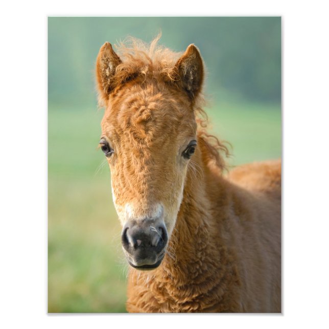 Impression Photo Cute Shetland Pony Foal Horse Head Frontale - (Devant)
