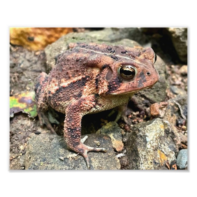 Impression Photo Cute Southern Toad Close Up (Devant)