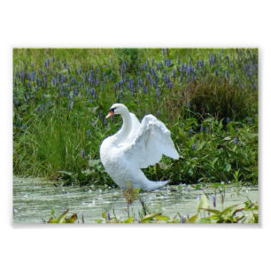Impression Photo Cygne épreuve photographique 7 x 5