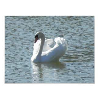 Impression Photo Cygne mâle