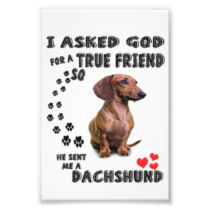 Impression Photo Dachshund Miniature Poison, Sausage Dog, Weenie Wo