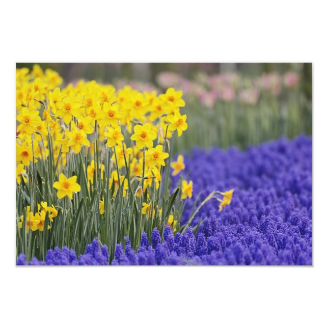 Impression Photo Daffodiles et l'Hyacinthe du raisin, Keukenhof 3 (Devant)