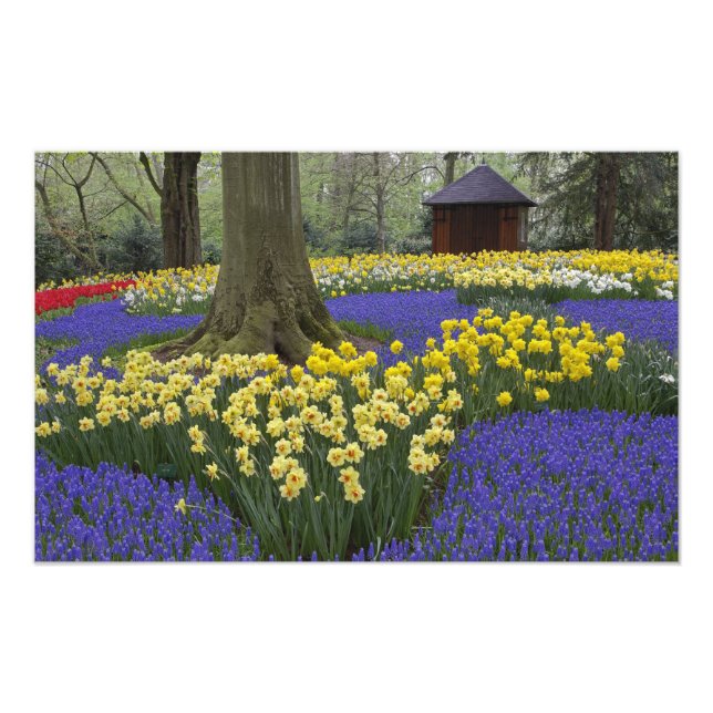Impression Photo Daffodiles, jacinthe de raisin et jardin de tulipe (Devant)