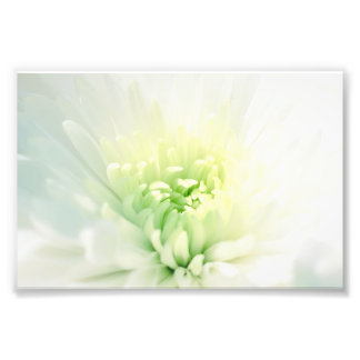Impression Photo Dahlia blanche avec centre vert doux