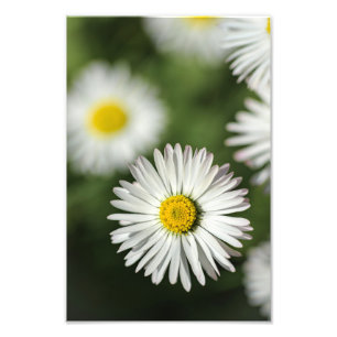 Impression photo Daisy Floral Photographie de la n