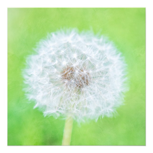 Impression Photo Dandelion - Juste Réveillé La Beauté (Devant)