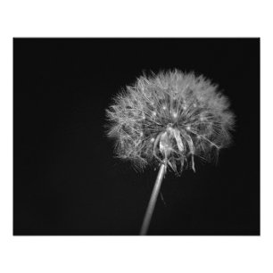 Impression Photo Dandelion, Nuit, Noir et Blanc
