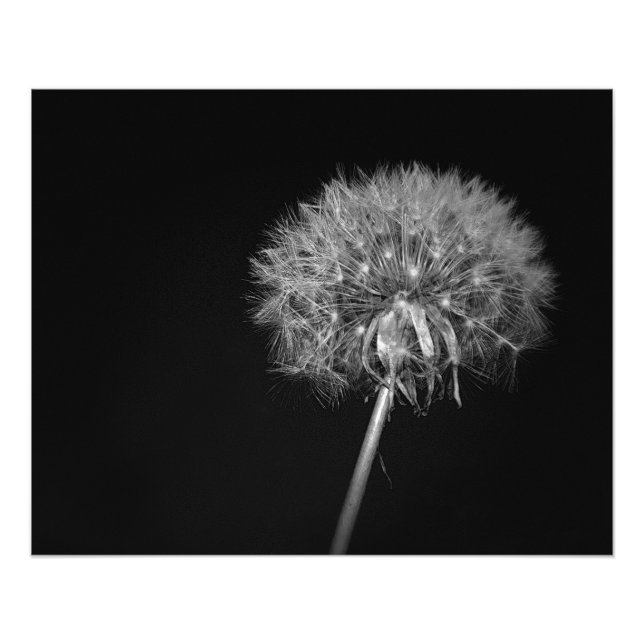 Impression Photo Dandelion, Nuit, Noir et Blanc (Devant)