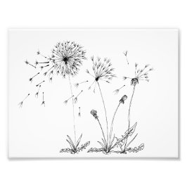 Impression Photo Dandelions