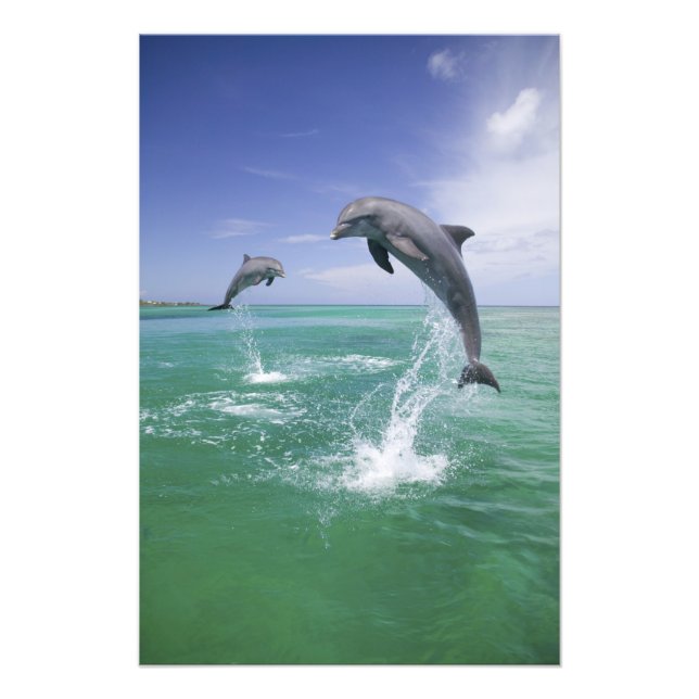 Impression Photo Dauphins de verdure Tursiops truncatus (Devant)