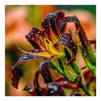 Impression Photo Daylily Black Plush