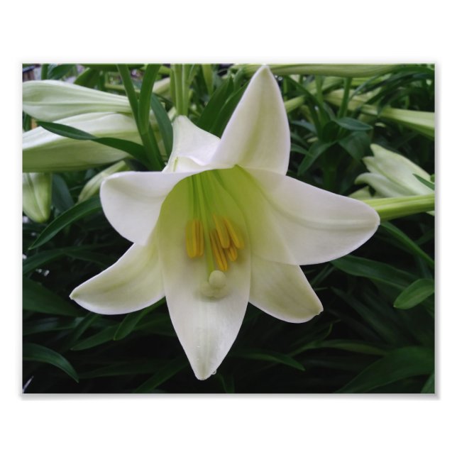 Impression photo de belles fleurs (Devant)