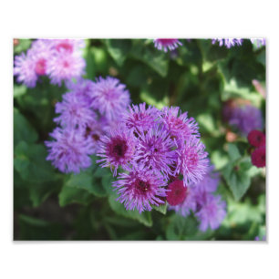 Impression photo de belles fleurs