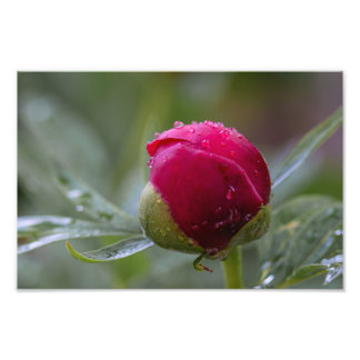 Impression photo de bouton de fleur de pivoine apr