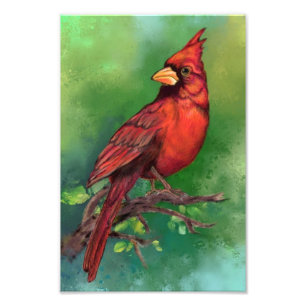 Impression photo de Cardinal rouge du Nord