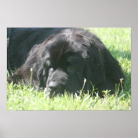 Impression photo de chien de Terre-Neuve