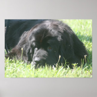 Impression photo de chien de Terre-Neuve