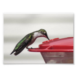 Impression photo de colibri 7x5