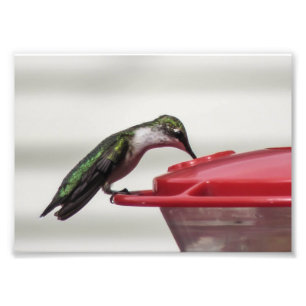 Impression photo de colibri 7x5