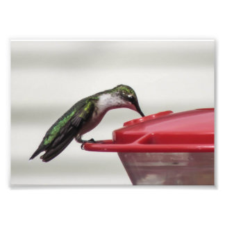 Impression photo de colibri 7x5