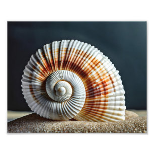 Impression photo de coquillage