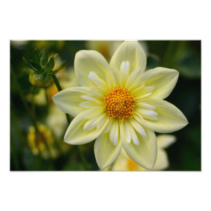Impression photo de Dahlia