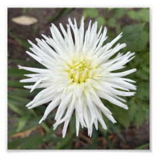 Impression photo de fleur botanique de dahlia cact
