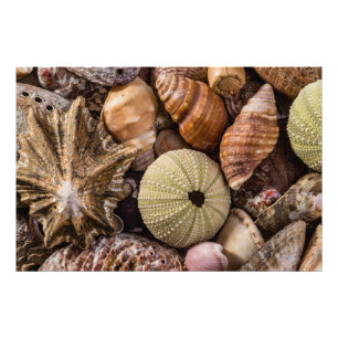 Impression photo de haute qualité de coquillages m