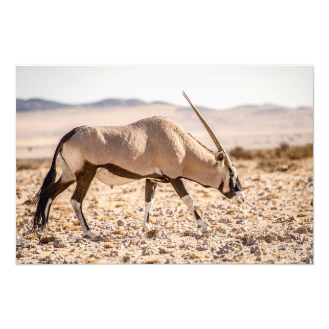 Impression photo de haute qualité d'Oryx dans le d (Devant)