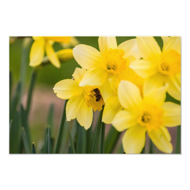 Impression photo de jonquilles (Devant)