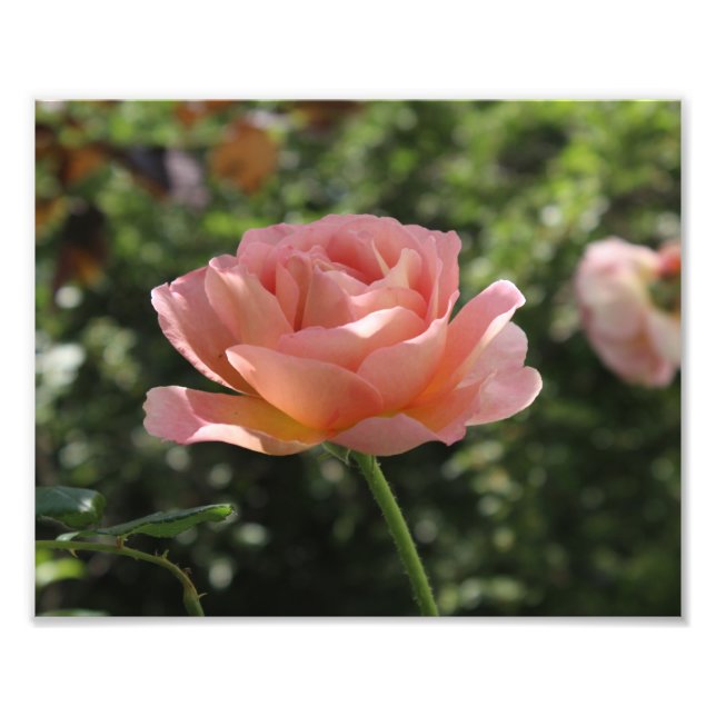 Impression photo de la rose Abraham Darby (Devant)