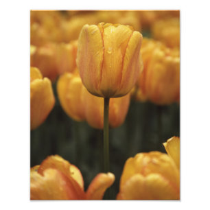 Impression photo de la tulipe jaune