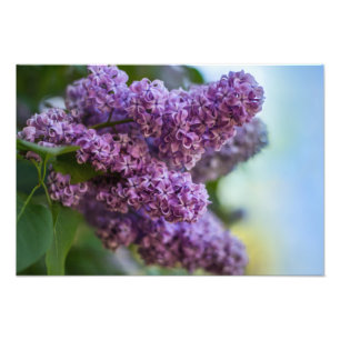 Impression photo de lilas
