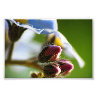 Impression photo de l'oubli-moi-Nots 8