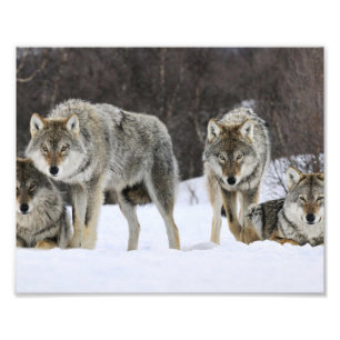 Impression photo de loups sauvages