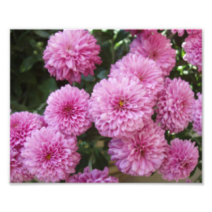 Impression photo de magnifiques fleurs