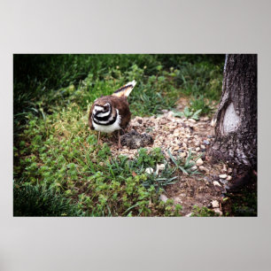 Impression photo de Maman Oiseau protégeant ses œu