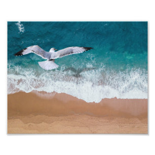 Impression photo de mouette de plage