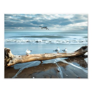 Impression photo de mouettes de plage