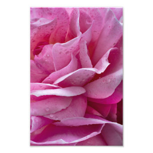 Impression photo de pétales de rose rose et goutte