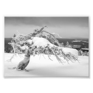 Impression photo de pin tordu Icy