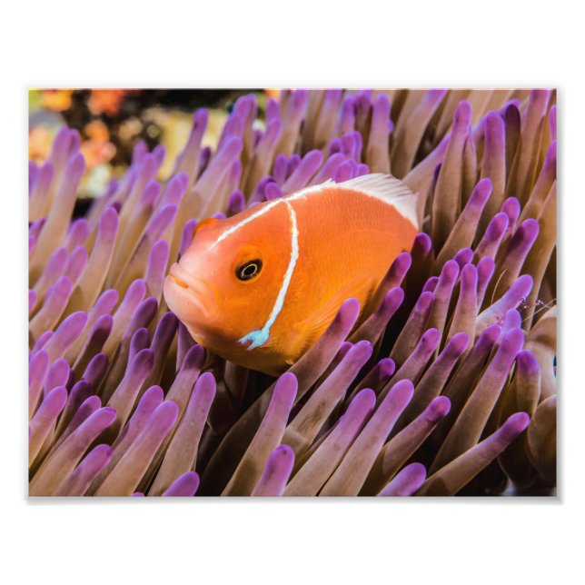 Impression photo de poisson clown (Devant)