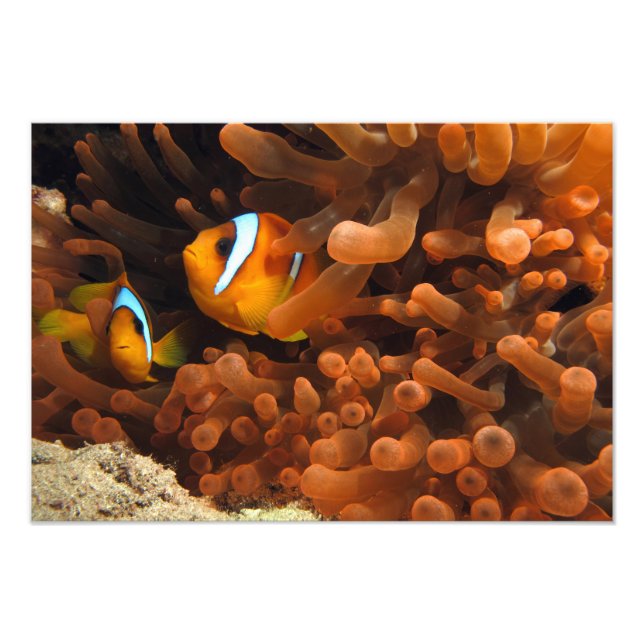 Impression photo de poisson clown (Devant)