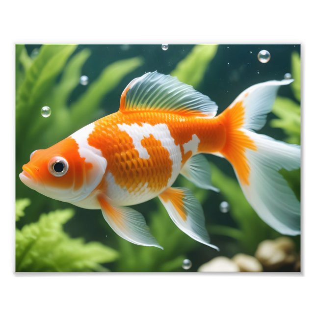 Impression photo de poisson rouge (Devant)
