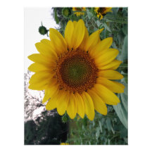 Impression photo de tournesol sur papier premium f