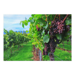 Impression photo de vignes